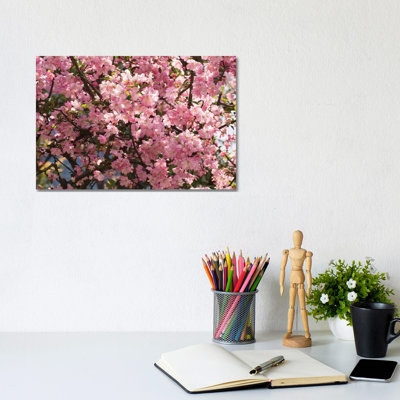 Close-Up of Pink Cherry Blossom Flowers, Imperial Garden, Tokyo, Japan I 1 Piece Wrapped Canvas Wall Art