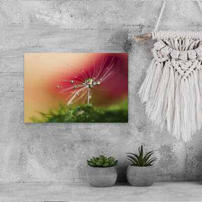 Dandelion Dew Drops Abstract Delicate Organic Dandelion Nature, art mural