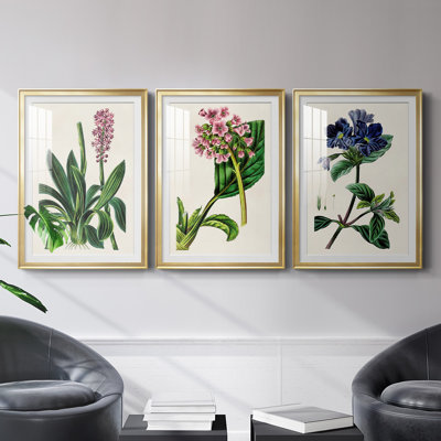 " Antique Floral Folio II " 3 - Pieces