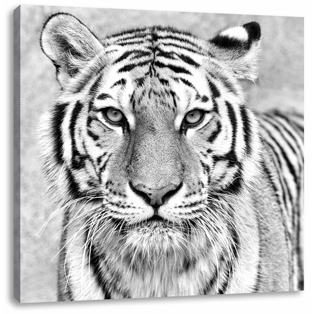 Leinwandbild Graceful Tiger