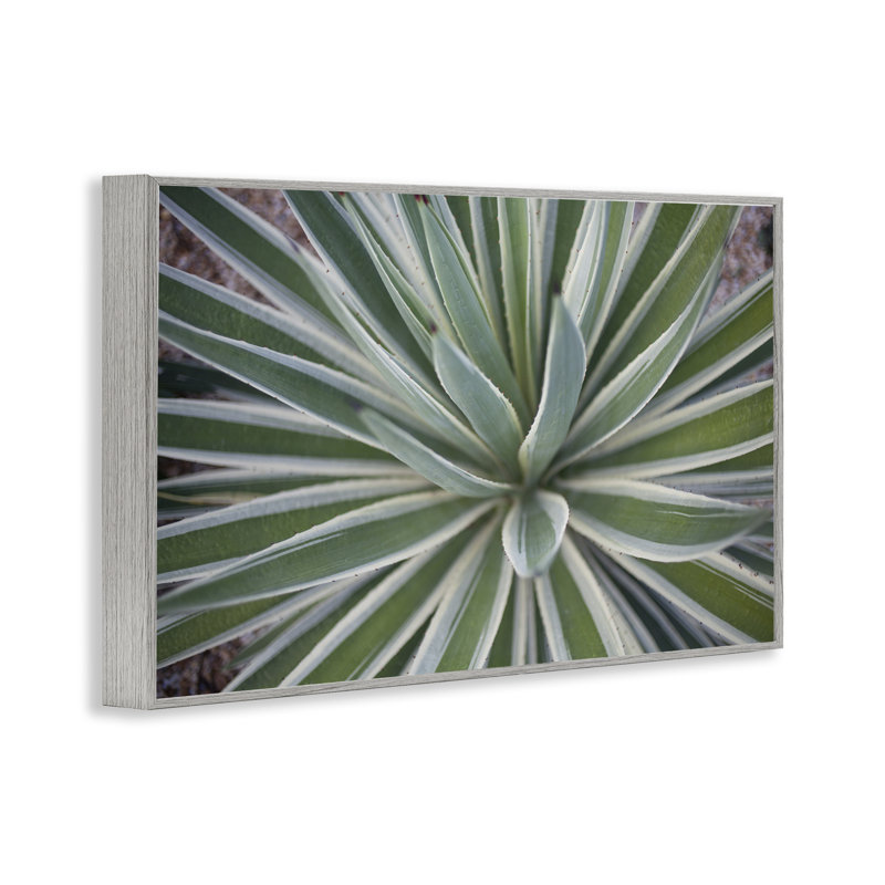 «Centric Succulent Leaves», art de la giclée encadrée par Susan Bryant, Estampe numérique Farmhouse, H 16 po x l 24 po