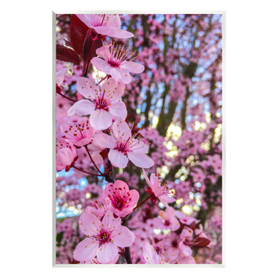 " Spring Pink Cherry Blossom Flowers Blooming " by Heidi Bannon