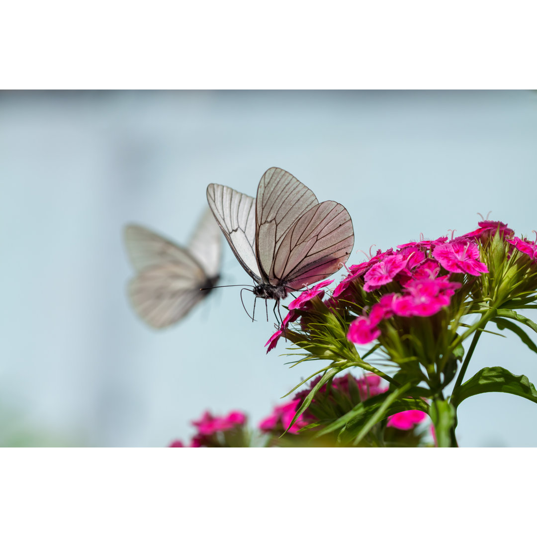 Schmetterling sitzt auf Blumen von Yanikap - Leinwandbild