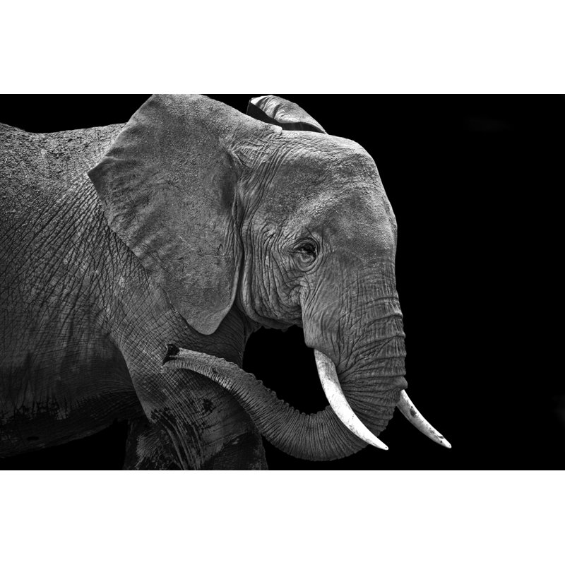 Elephant 172453314, 81cm H x 122cm W