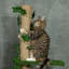 242 cm H Cat Tree / Condo