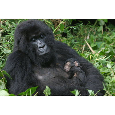 Mountain Gorilla - Wrapped Canvas Print
