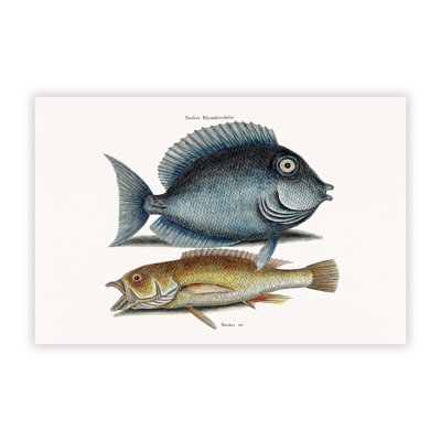 Tang Fish & Yellow Fish by Mark Catesby - Frameless Print