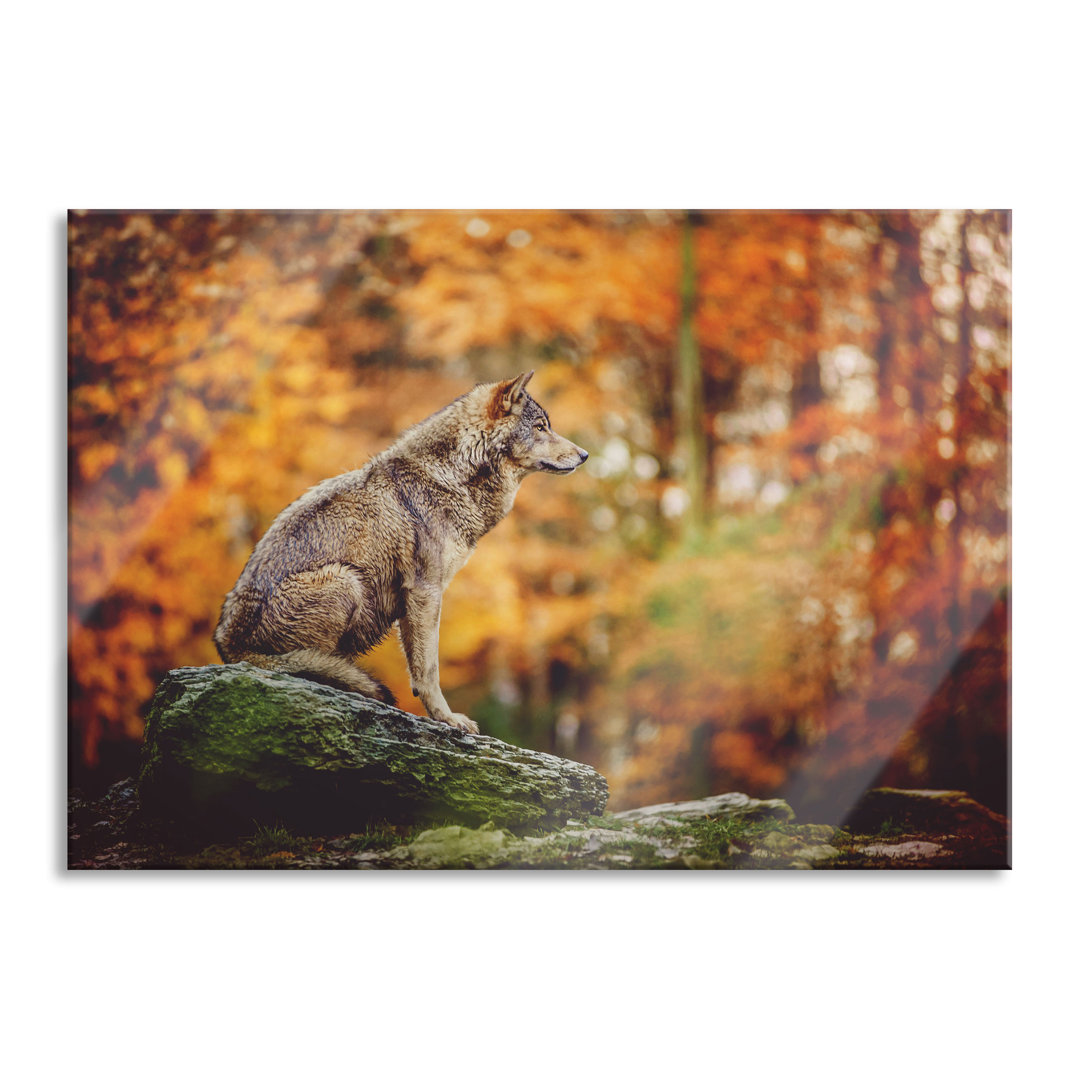 Glasbild Wolf sitzt auf einem Stein im Herbstwald