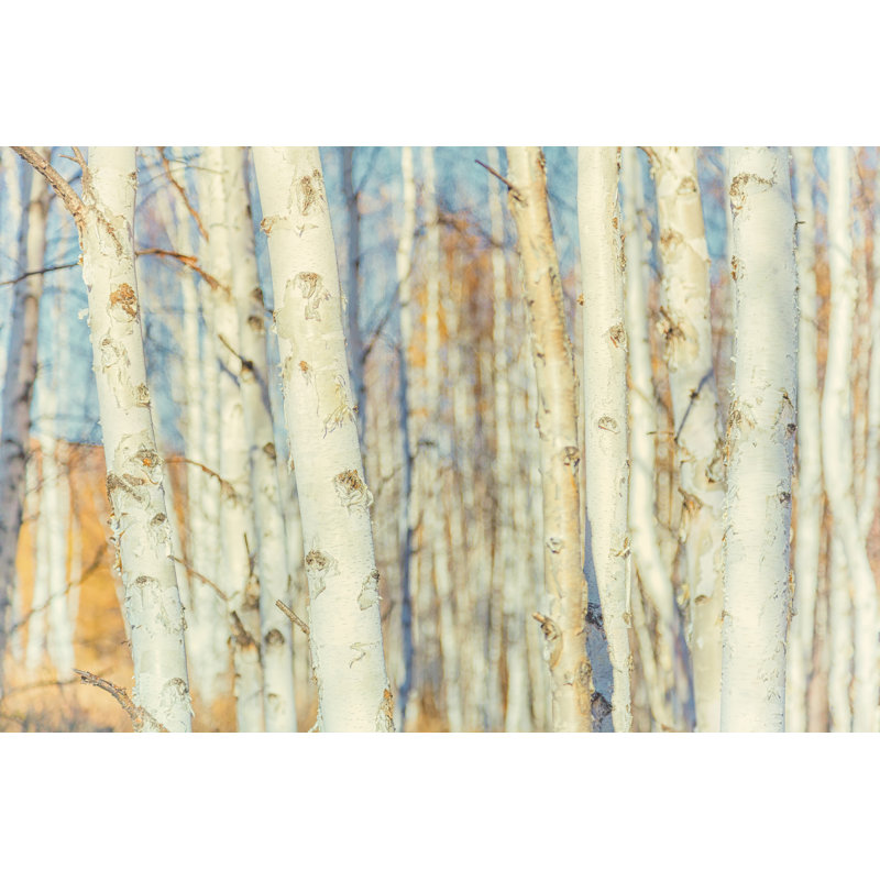 Forêt de bouleaux blancs - Illustration sans cadre sur toile, H 12 po x l 18 po
