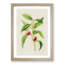 Illustration of Peaches - Picture Frame Painting Print-55579814-55579816
