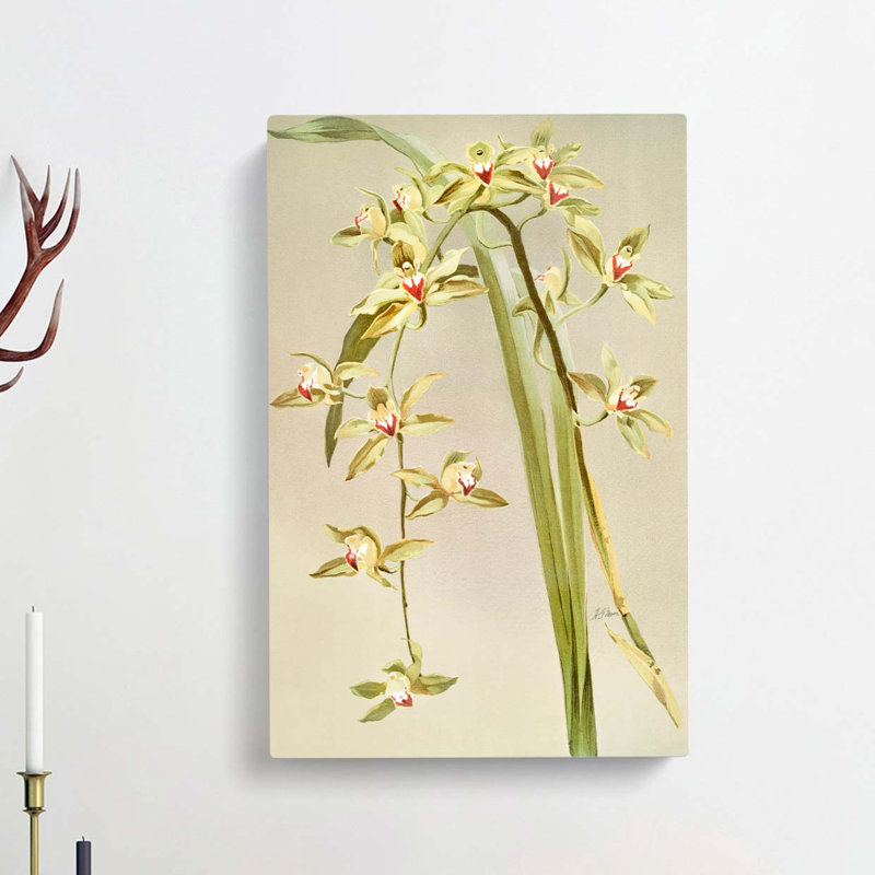 Magnolia Flowers Illustration Tab. 53 by Frederick Sander - Wrapped Canvas Print, 76cm H x 50cm W x 3cm D