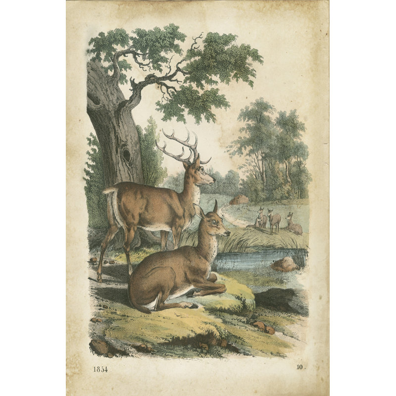 Natures Gathering IV by John Wiek - Wrapped Canvas Print, 122cm H x 81cm W