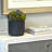 Sedum Arrangement in Box-1706041388-1706041389-1732551964