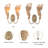 Dena 2-light Coastal Natural Rattan Armed Sconce