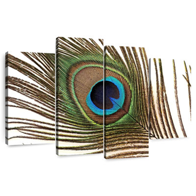 Plume de paon Brampt