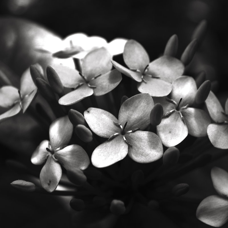 Greyscale Flowers - Wrapped Canvas Print, 30cm H x 30cm W x 3.8cm D