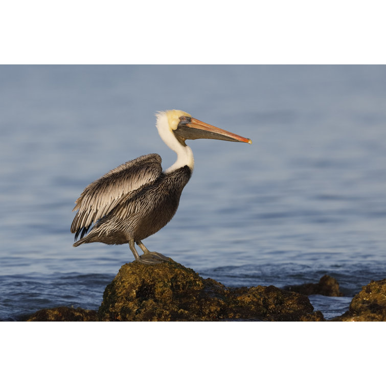 Highland Dunes Brown Pelican - Wrapped Canvas Photograph | Wayfair