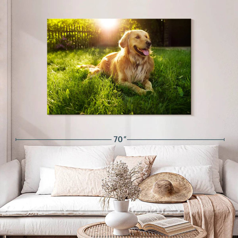 Golden retriever Brampt ensoleillé, H 32 po x l 48 po