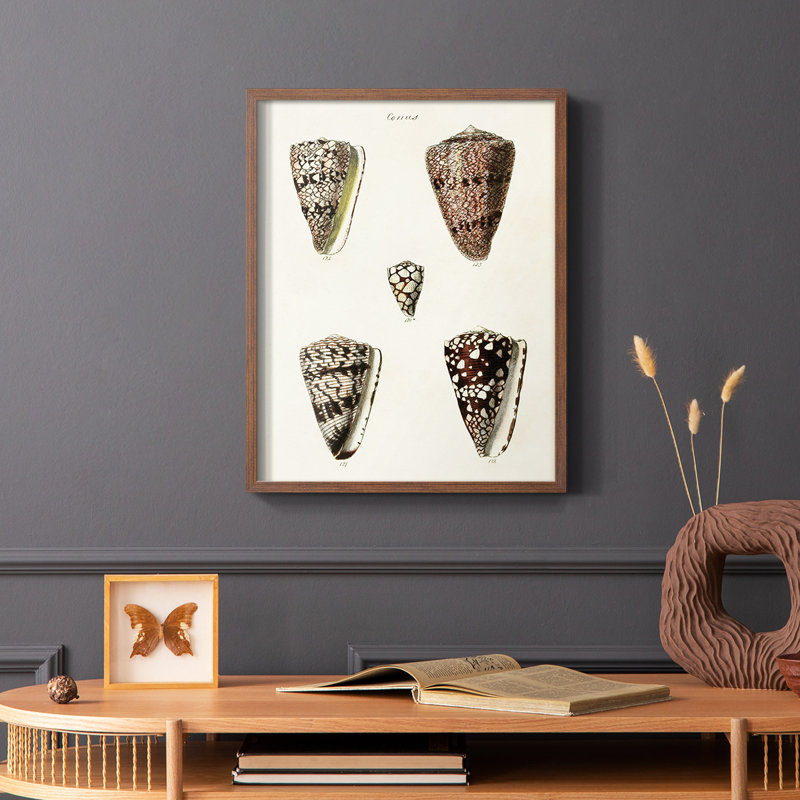 Impression encadrée Cone Shell Collection III - bois massif, Cadre photo brun simple, H 14 po x l 11 po