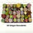 24 Fresh Live Succulents Bulk - Direct from Nursery, Well Packed for Safe Shipping