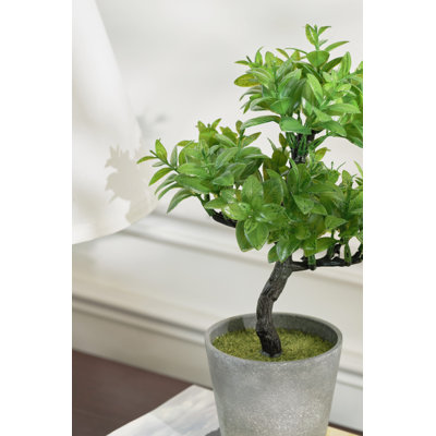 Small Leave Topiary In Pot
