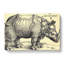Rhinoceros by Albrecht Dürer - Wrapped Canvas-61845323