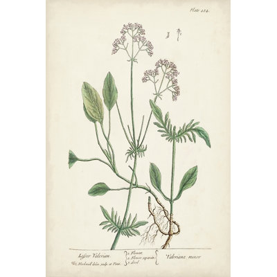 Antique Herbs VI - Wrapped Canvas Painting