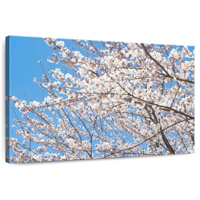 Cerisier japonais Harnek
