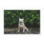 No Frame Print on Canvas