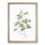 Wild Pink Roses by Pierre-Joseph Redoute - Framed Print-55612132-55612134