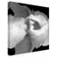 «Iris Black and White» par Dosta, impression sur toile tendue-29226918