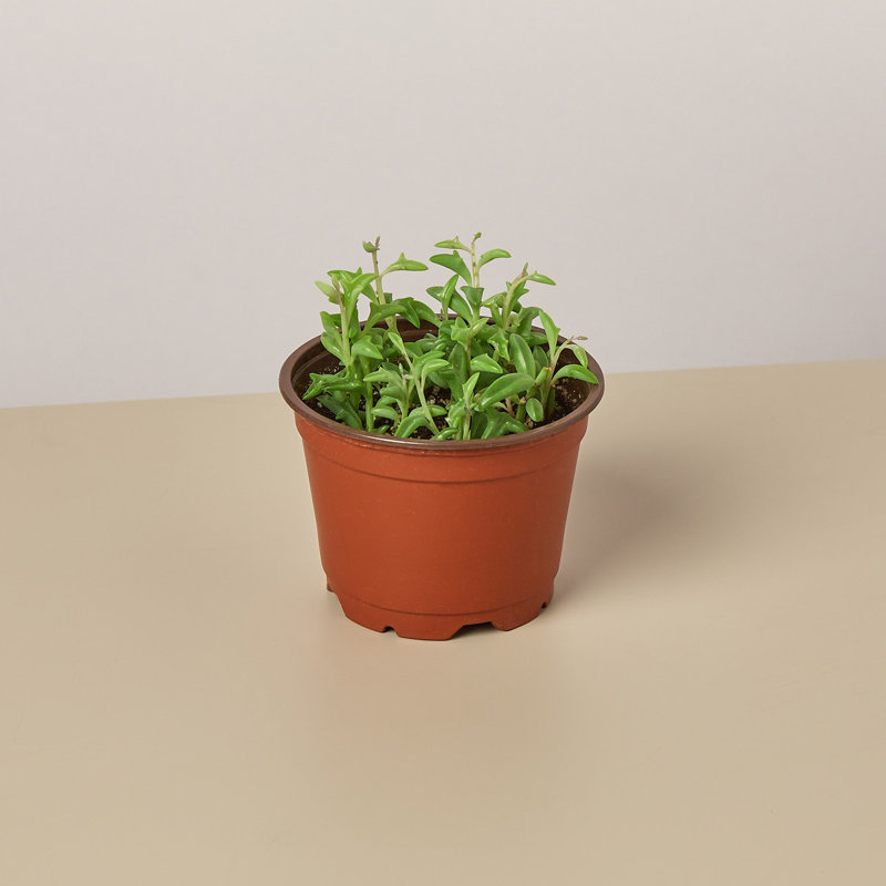 House Plant Shop Succulent 'String Of Dolphins' - 4" Pot | Wayfair