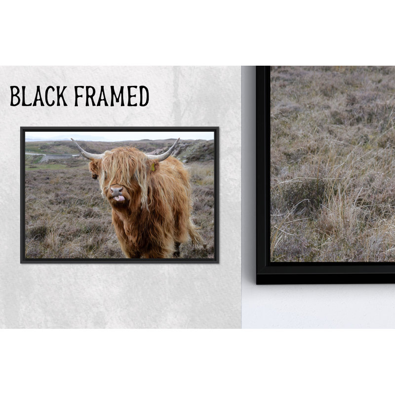 Reproduction d'art sur toile imprimée: Highland Cattans in Scottish Landscape, 1P BlackFramedCanves, 27,6 po H x 39,4 po l