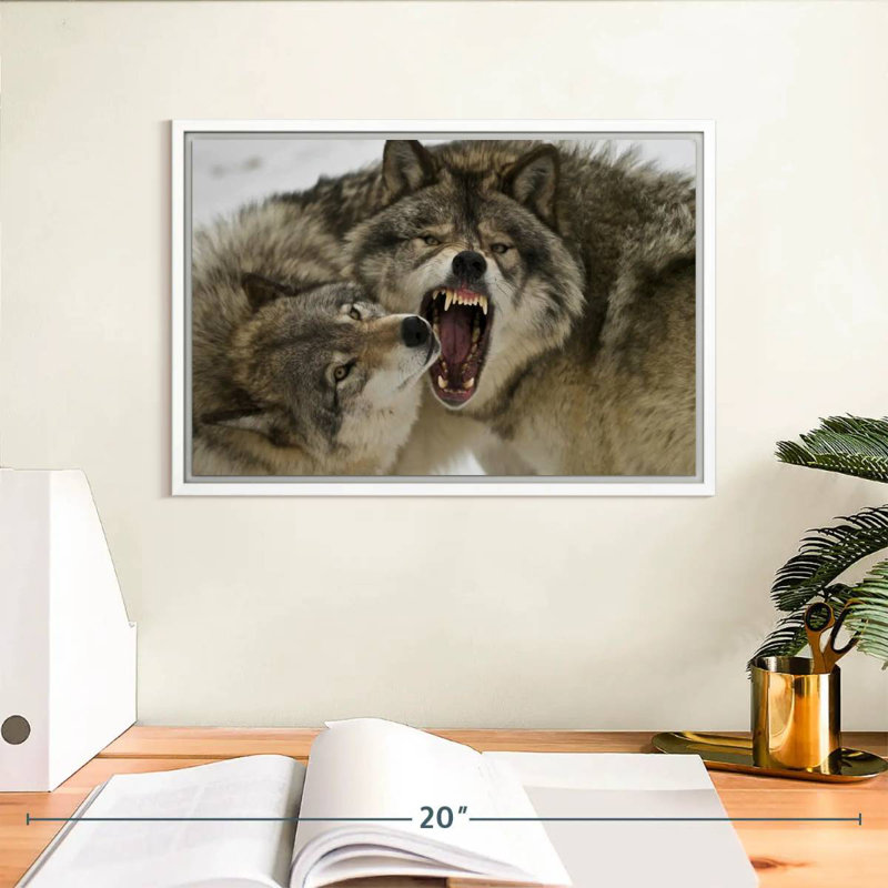 Combat de loups, Cadre flottant blanc, 37 po x 25 po