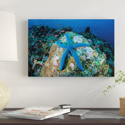 «A Blue Starfish Clings to a Coral Reef in Indonésie», reproduction de photo sur toile