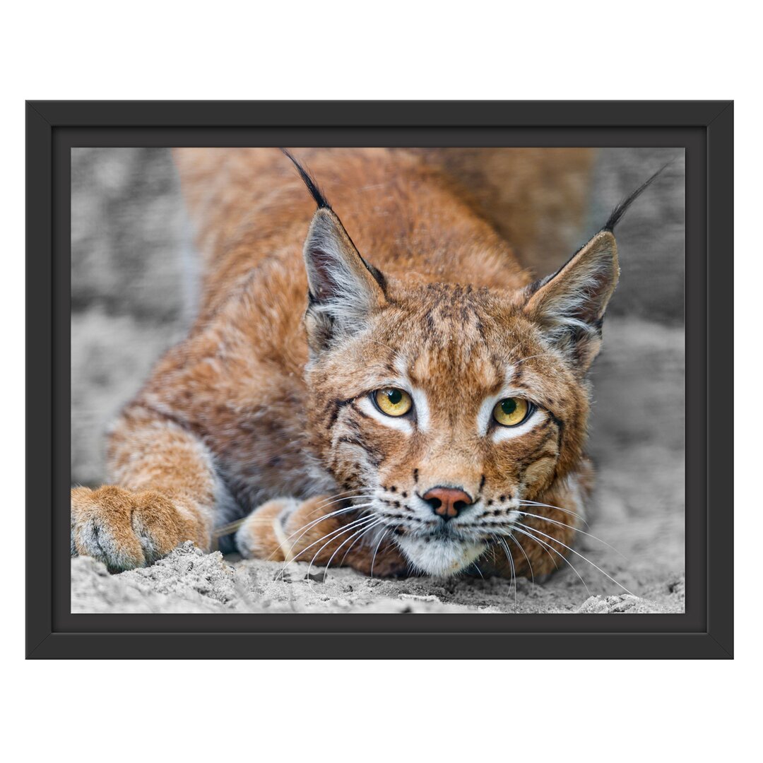 Gerahmtes Wandbild groÃŸer wachsamer Luchs