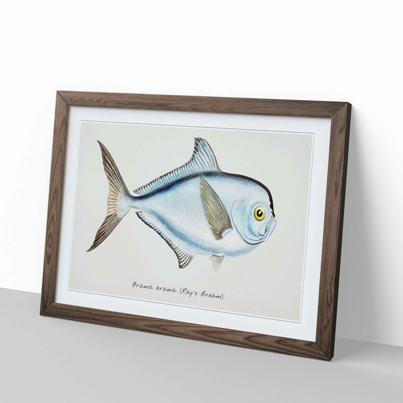 Illustration of a Rays Bream Fish by F.E. Clarke - Framed Print, Walnut Framed, 27cm H x 36cm W x 2cm D