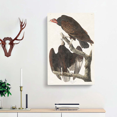 Turkey Buzzard by John James Audubon - Wrapped Canvas