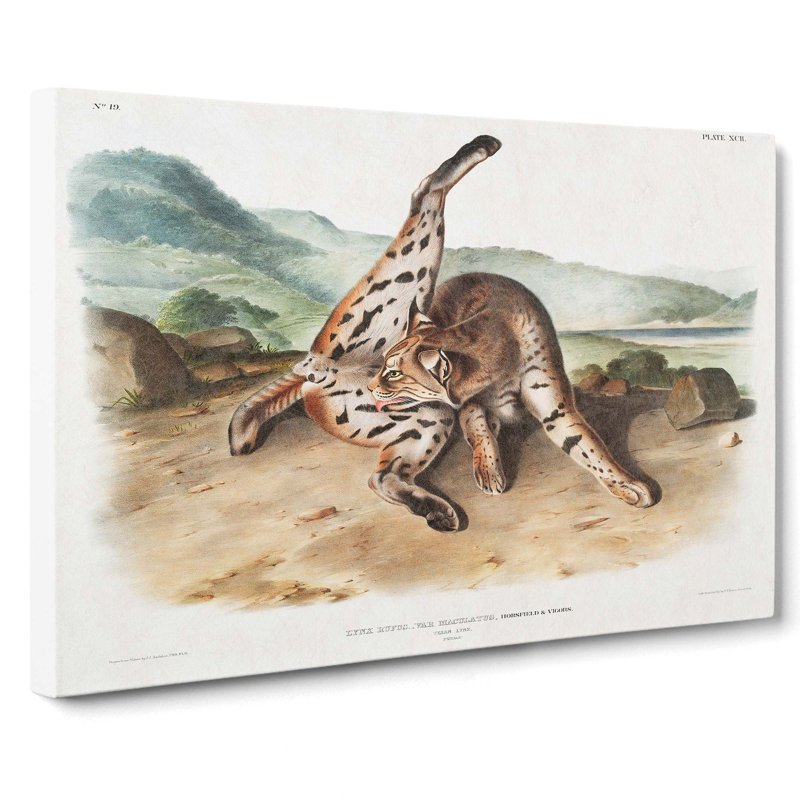 Texan Lynx by J.W. Audubon - Wrapped Canvas, 35cm H x 50cm W x 3cm D