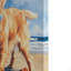 Golden Retriever, art mural sur toile