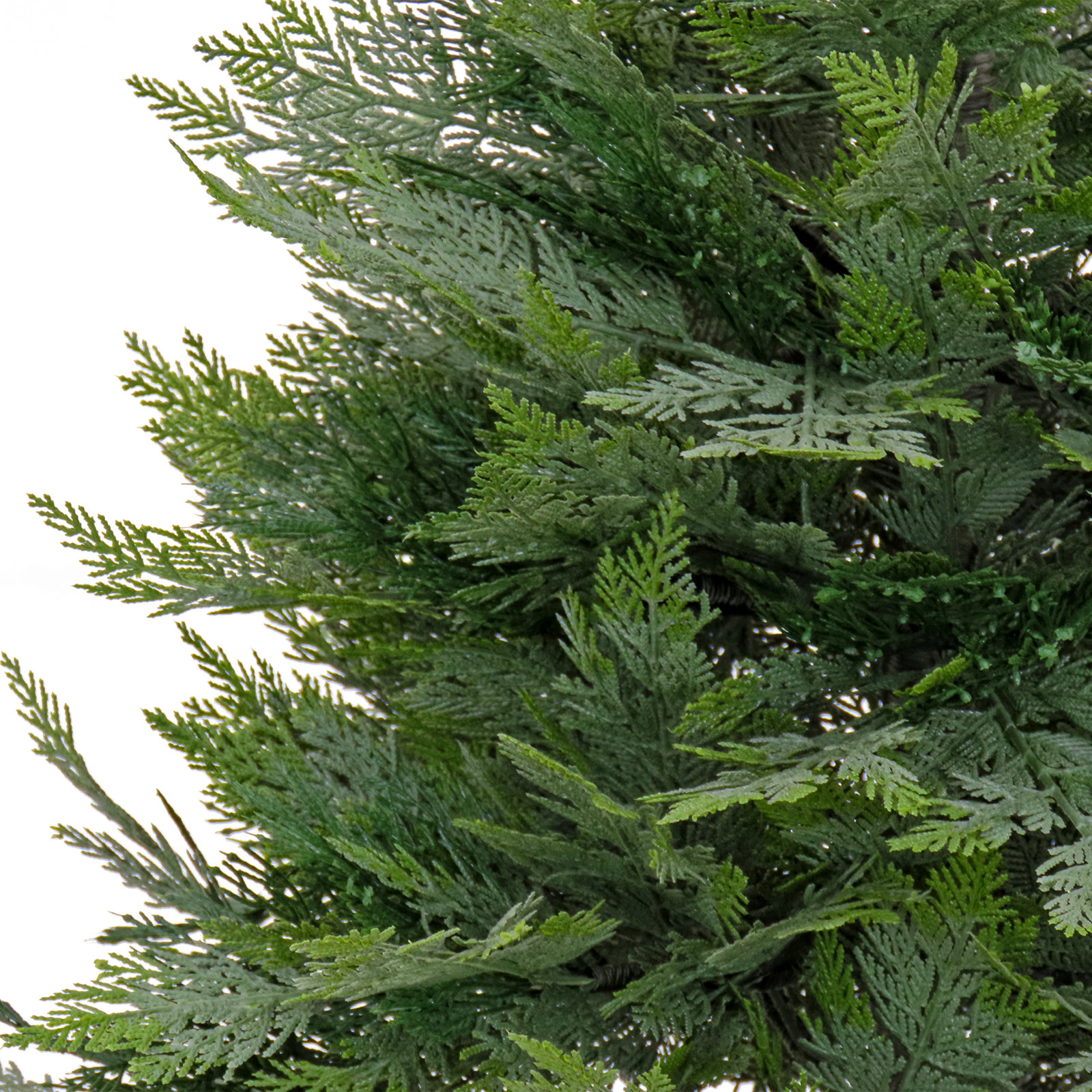 36" Cypress Tree in Pot