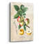 «Luscious Fruit Study D» par Jean Plout, art mural en verre acrylique-1306247901