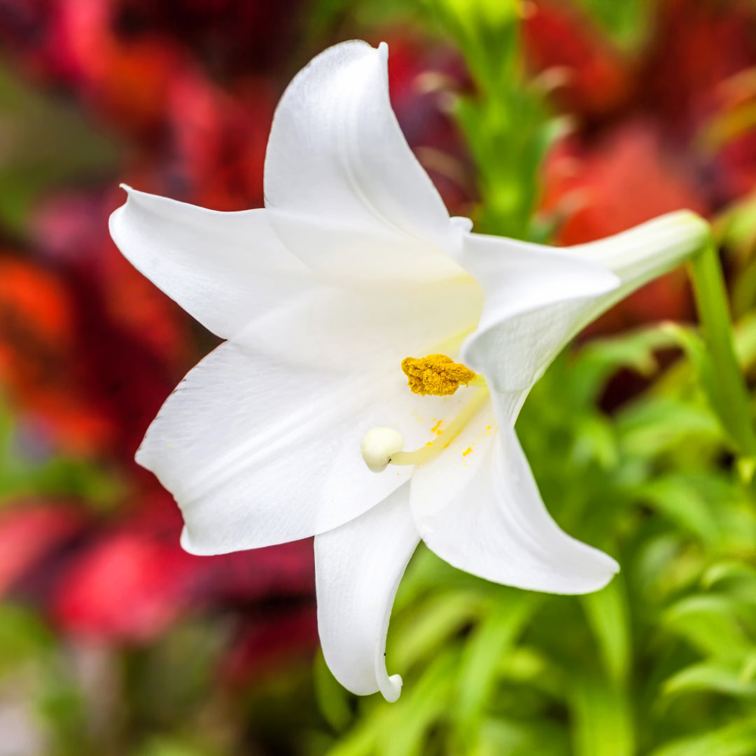 Leinwandbild Easter Lily von Onepony