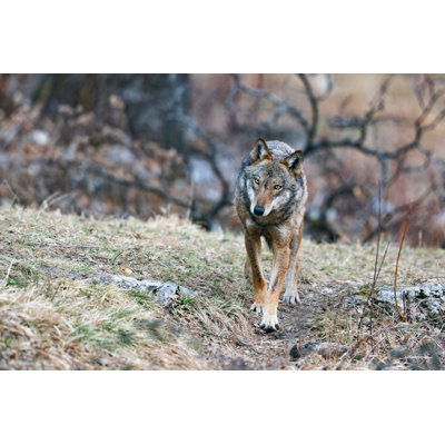 Apennine Wolf by Ciro De Simone - Wrapped Canvas Print