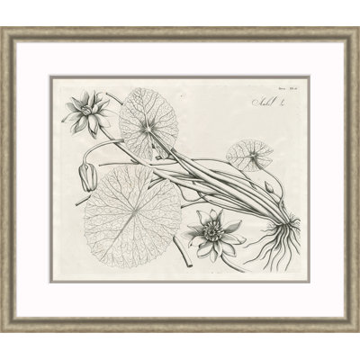 Malaberica Etching II Print by David Phoenix