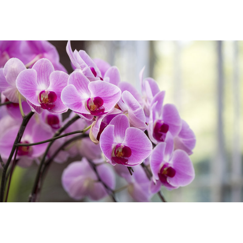 Orchid - Wrapped Canvas Print, 81cm H x 122cm W x 3.8cm D