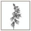 Ossified Petals II Canvas Floral & Botanical Print by Oliver Gal, Black Frame, 12 x 12-1723462451-1723462454