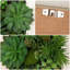 Décoration 3D de plantes succulentes murales simulées