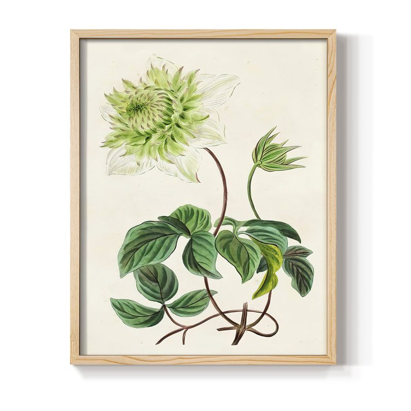 Reproduction encadrée AntiqueFloralFolioV III - bois massif, H 11 po x l 9 po