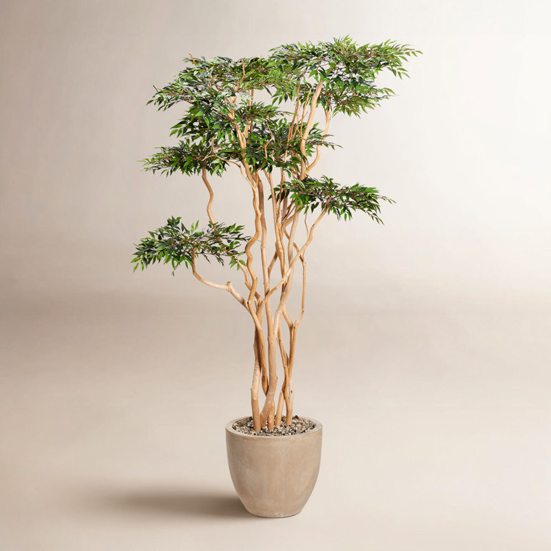 7' Sandblasted Ruscus in Grove Planter